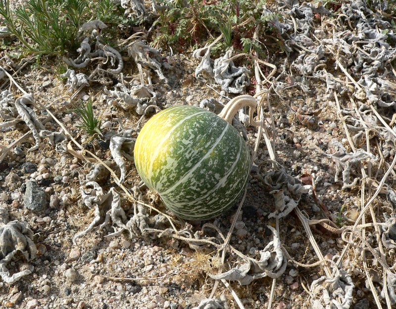 Coyote Gourd