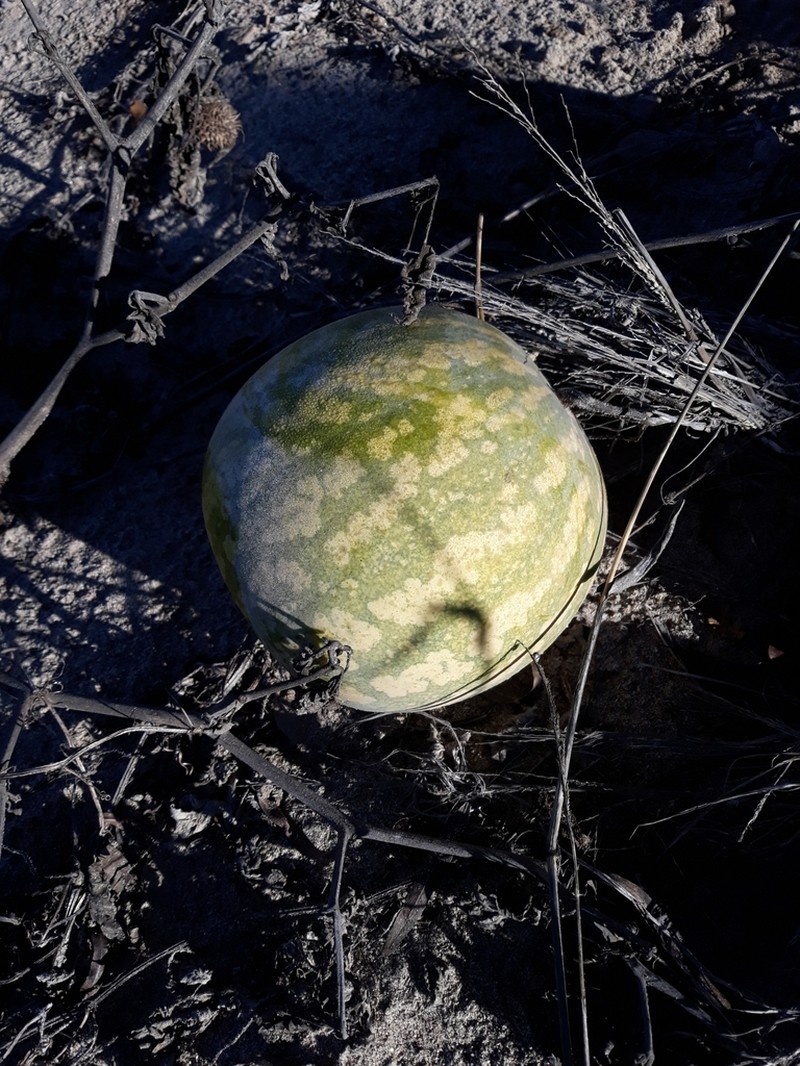 Coyote Gourd