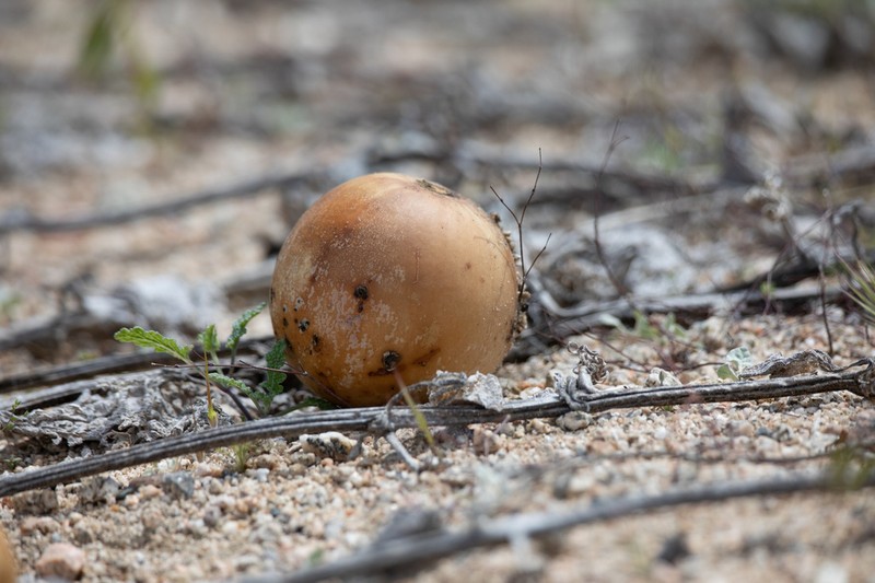 Coyote Gourd photo 2