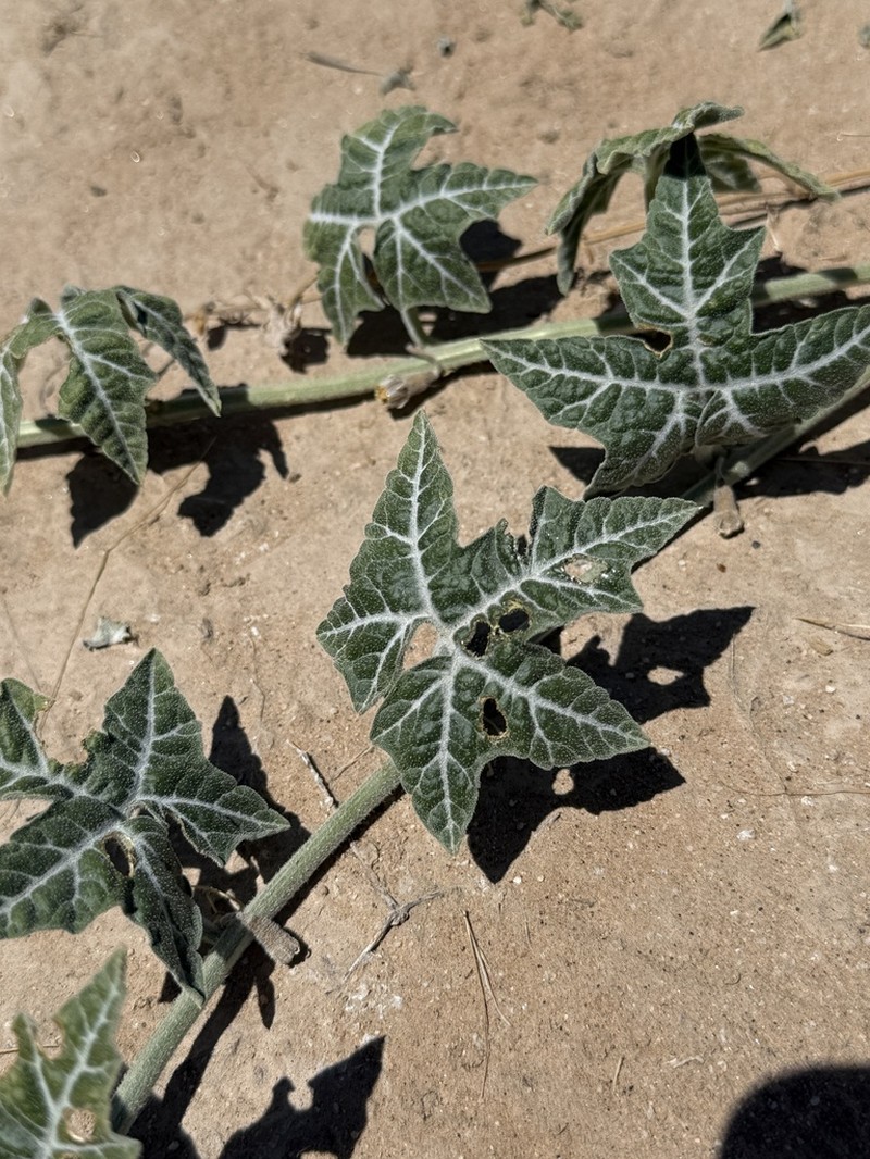 Coyote Gourd photo 3