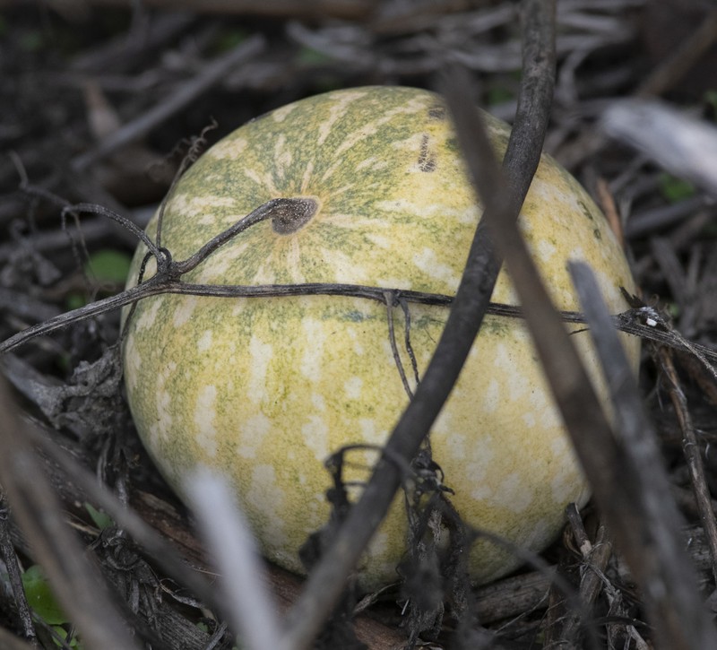 Coyote Gourd photo 4