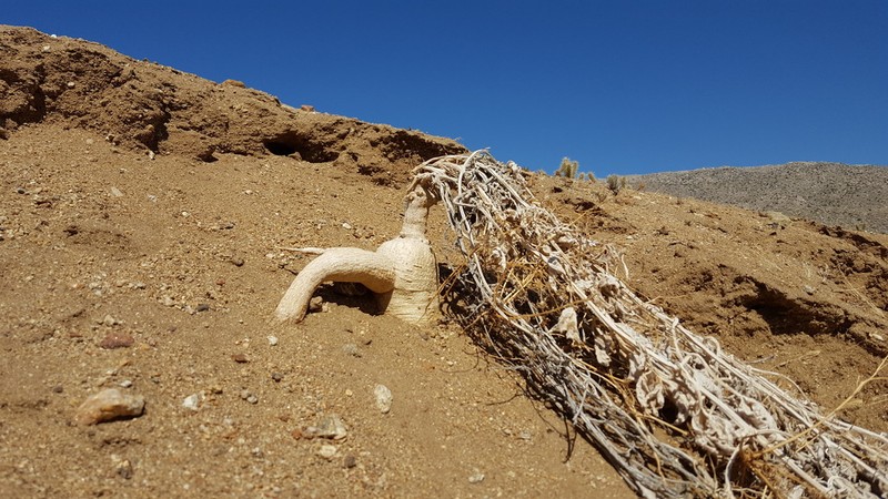 Coyote Gourd photo 5