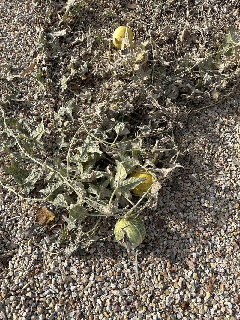 Coyote Gourd photo 6