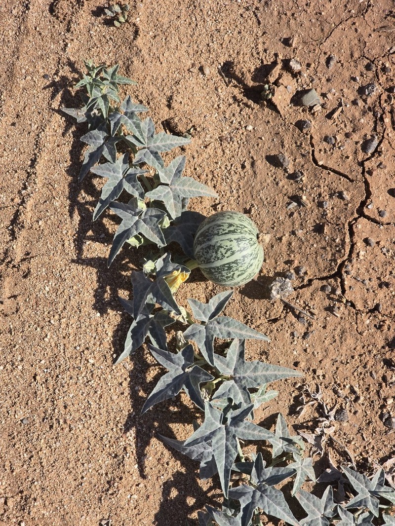 Coyote Gourd photo 7