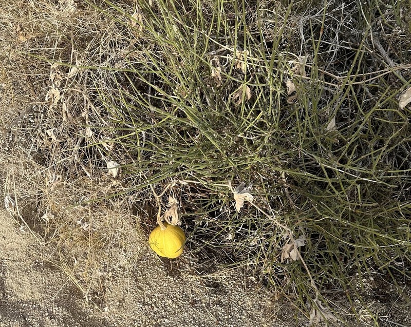Coyote Gourd photo 8