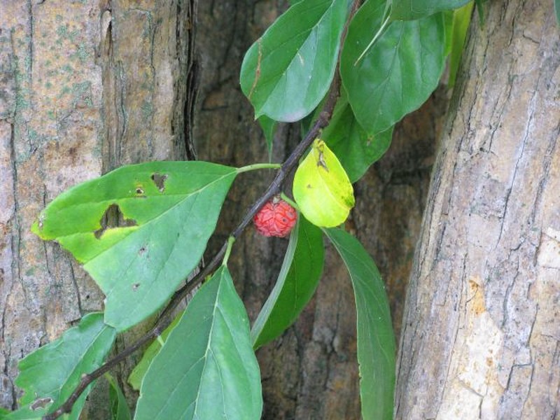 Storehousebush photo 5