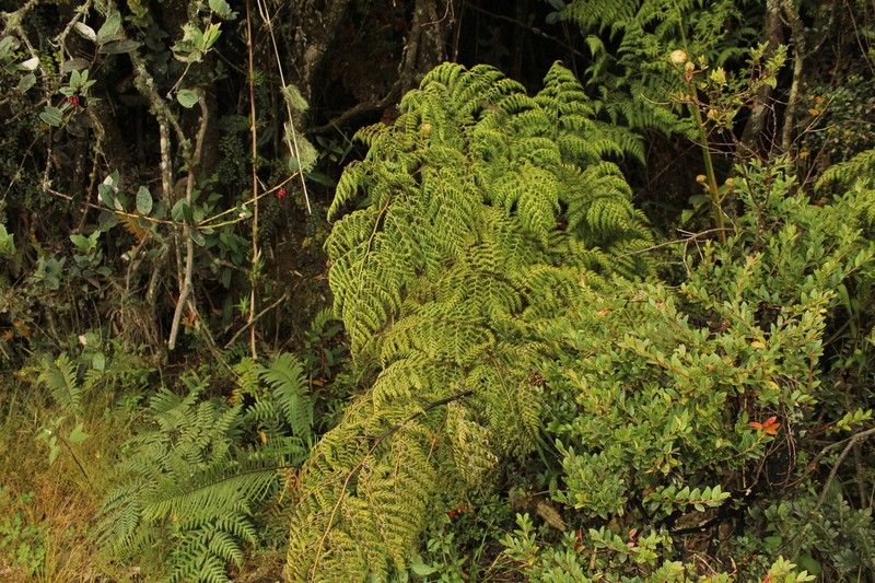 Culcita coniifolia