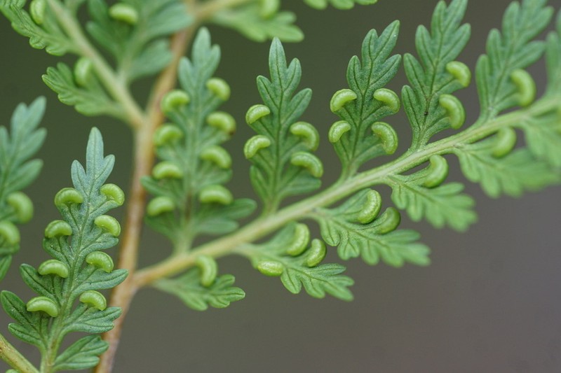 Culcita coniifolia photo 3