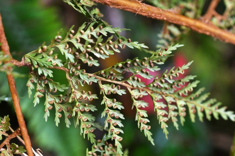 Culcita coniifolia photo 6
