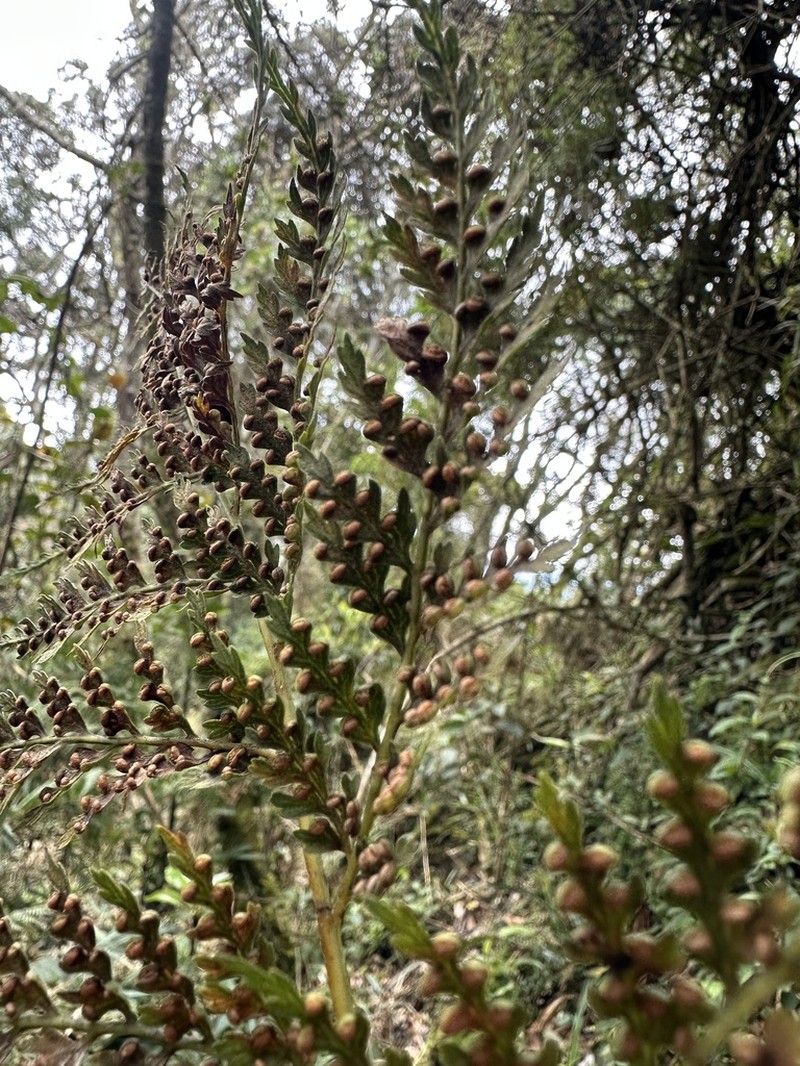 Culcita coniifolia photo 7
