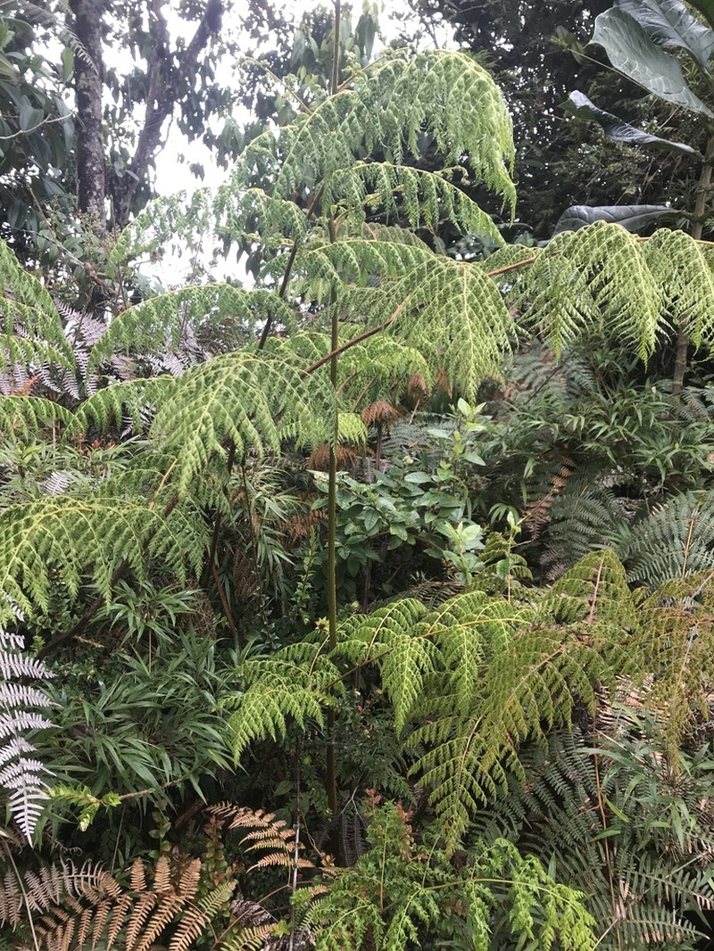 Culcita coniifolia photo 8