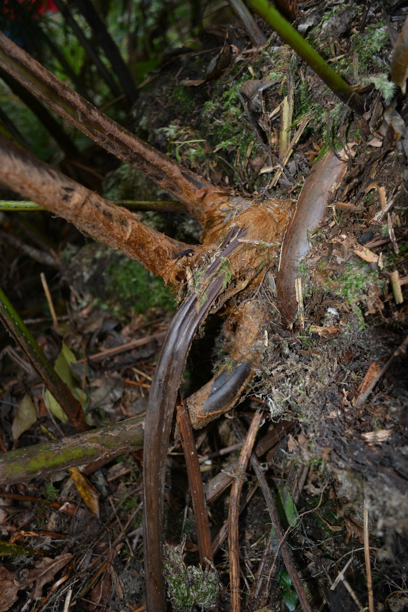 Culcita macrocarpa photo 2