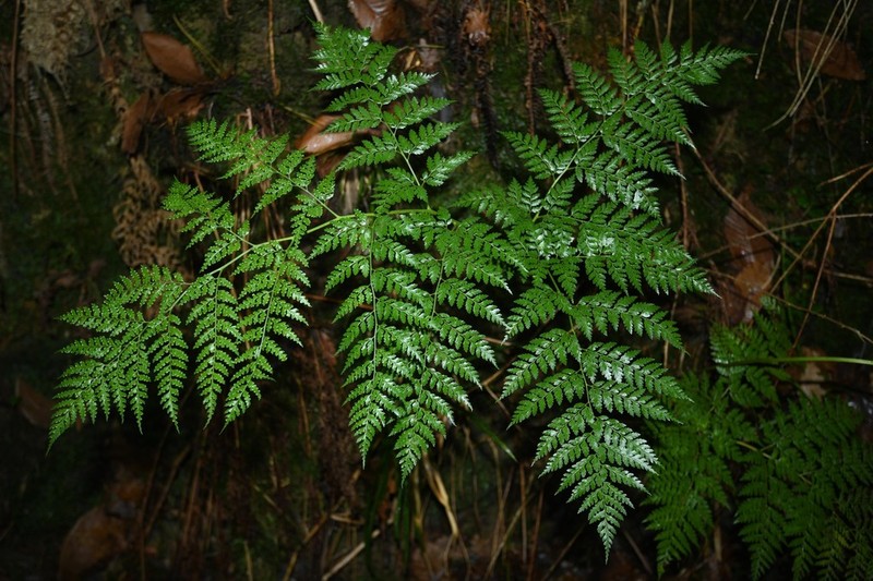 Culcita macrocarpa photo 3