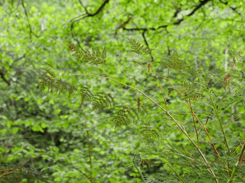 Culcita macrocarpa photo 5