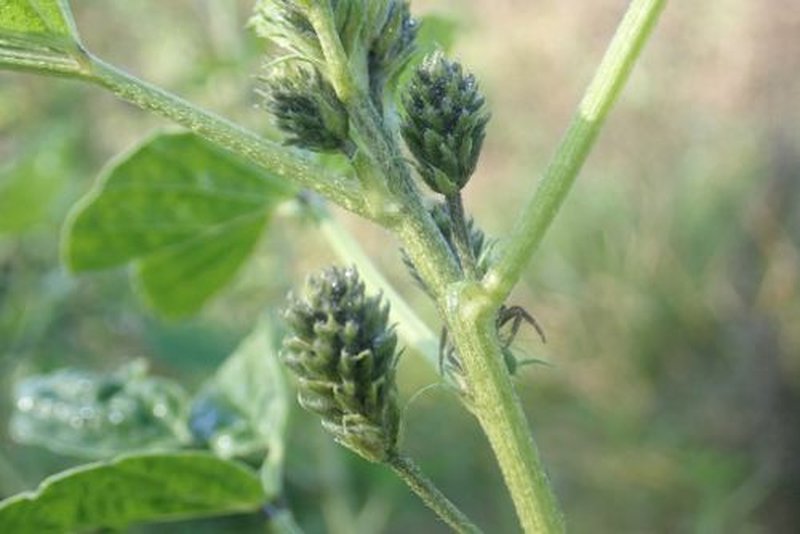 American Scurfpea photo 3