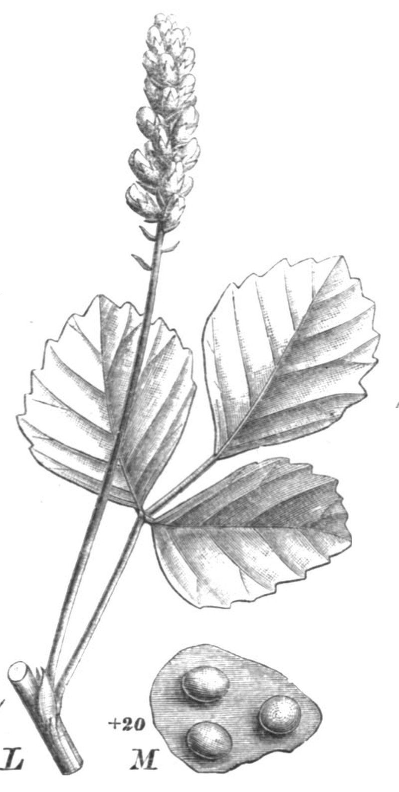American Scurfpea photo 4