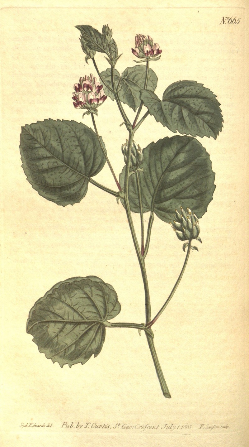 Malaysian Scurfpea photo 3