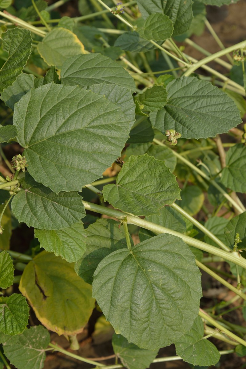 Malaysian Scurfpea photo 4