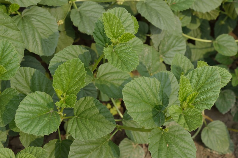 Malaysian Scurfpea photo 5