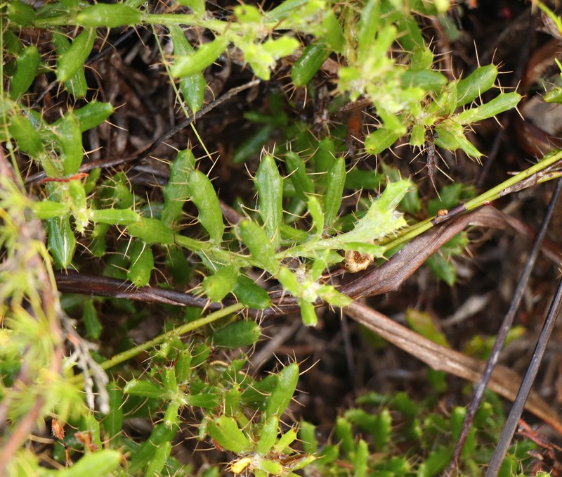 Cullumia aculeata var. aculeata