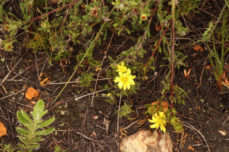 Cullumia aculeata var. aculeata photo 2