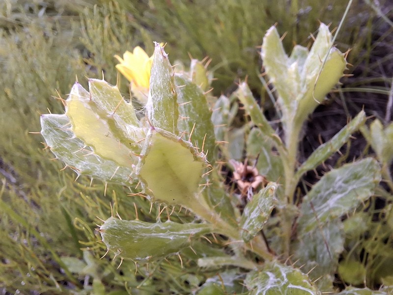 Cullumia aculeata var. aculeata photo 3
