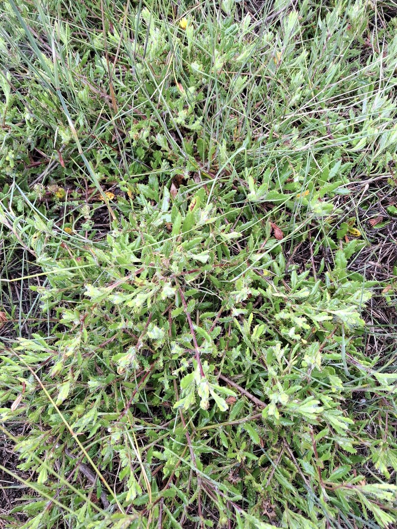 Cullumia aculeata var. aculeata photo 4