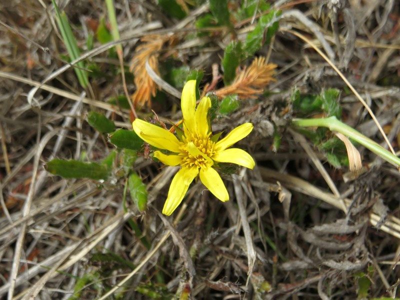 Cullumia aculeata var. sublanata