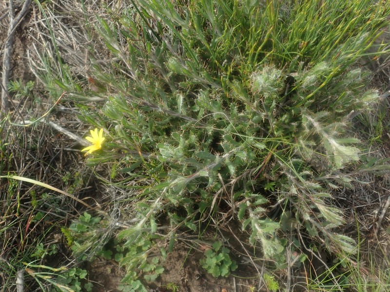 Cullumia aculeata var. sublanata photo 2