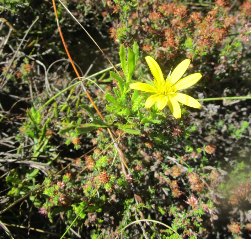 Cullumia aculeata var. sublanata photo 3
