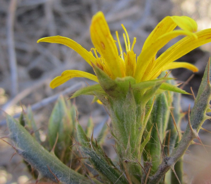 Cullumia aculeata var. sublanata photo 4