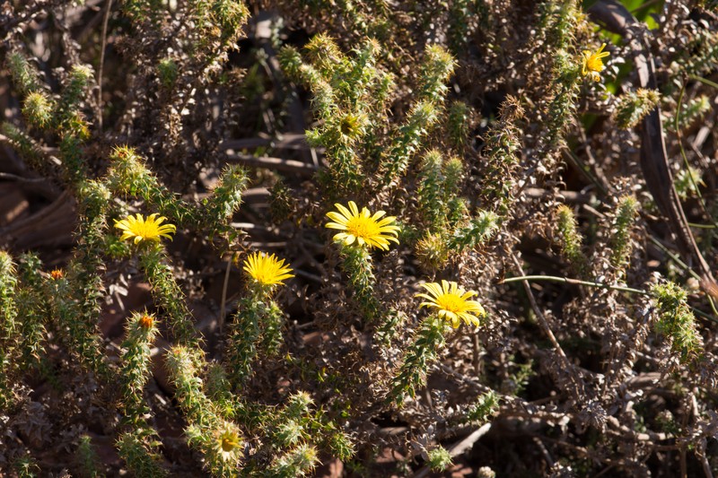 Cullumia setosa var. araneosa