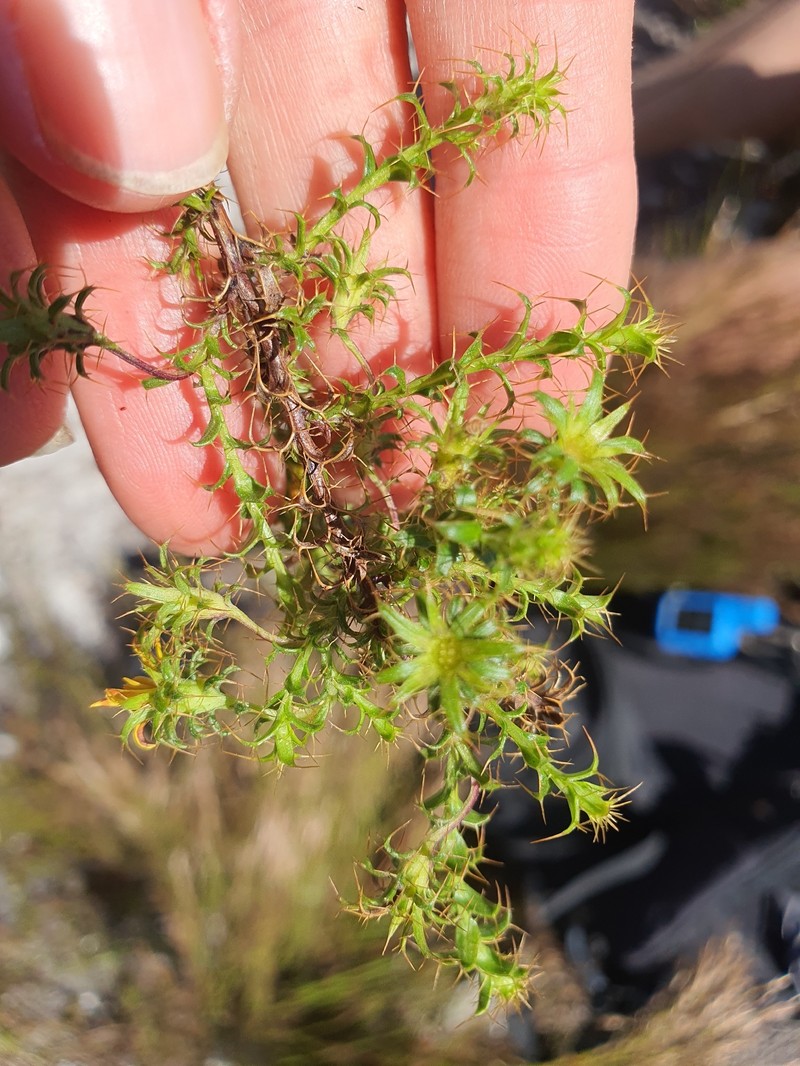 Cullumia setosa var. microcephala