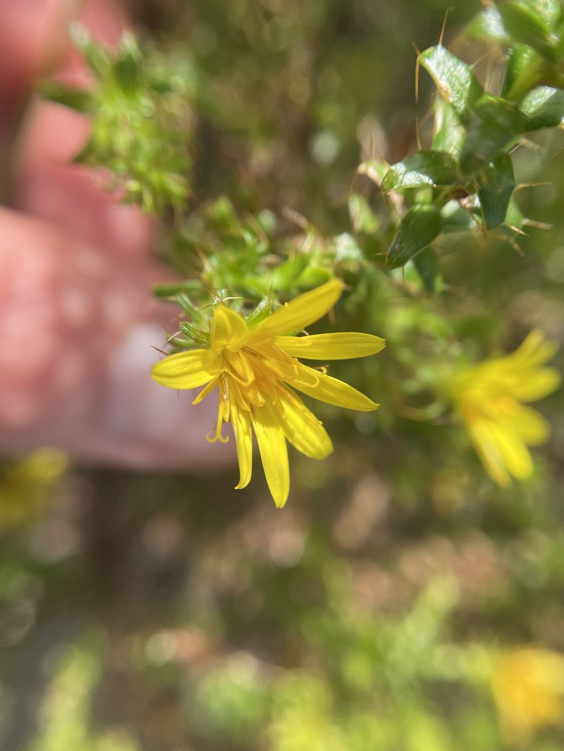 Cullumia setosa var. microcephala photo 2