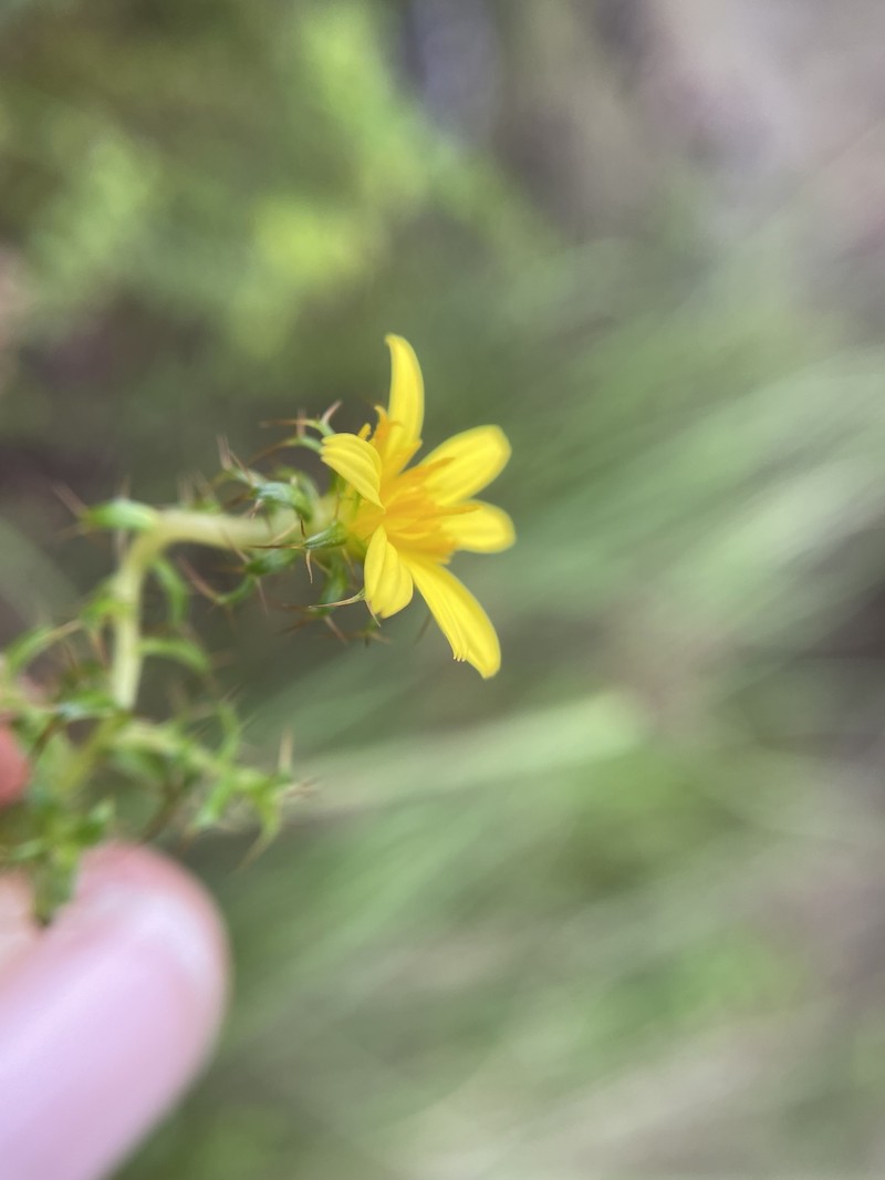 Cullumia setosa var. microcephala photo 3