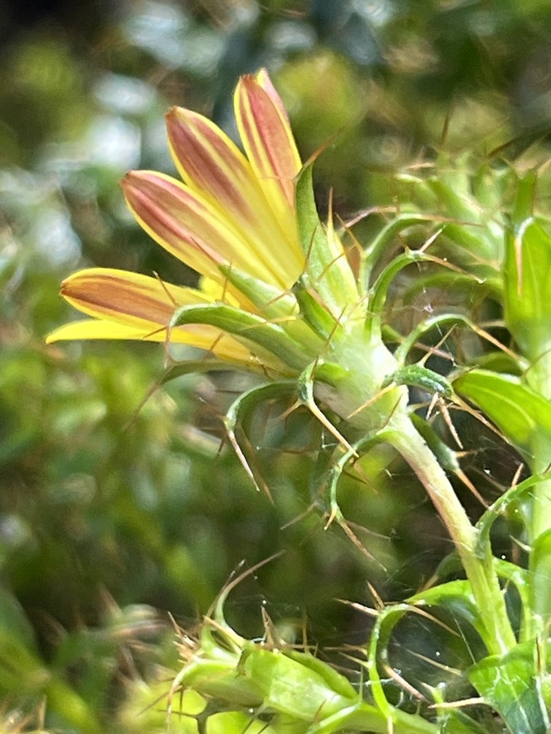 Cullumia setosa var. microcephala photo 4