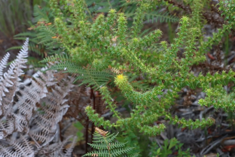 Cullumia setosa var. setosa