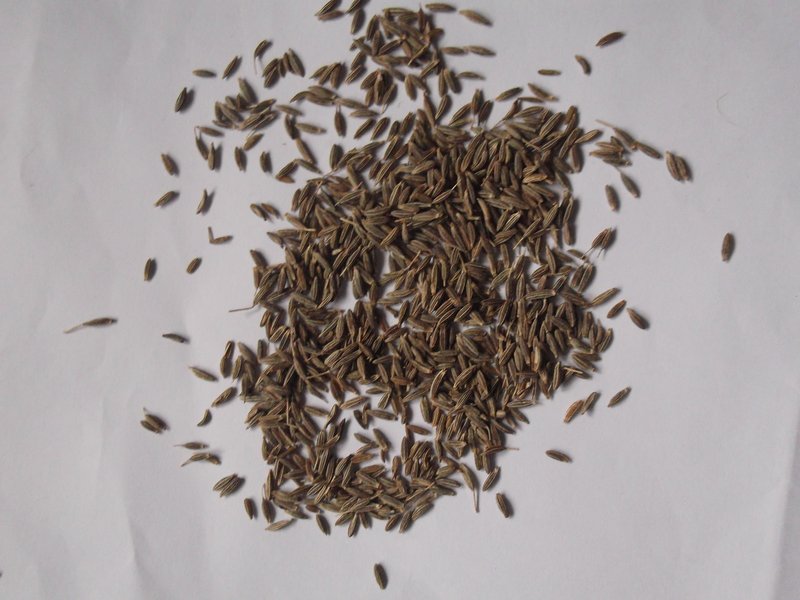 Cumin photo 2