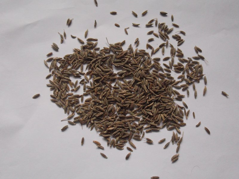 Cumin photo 6