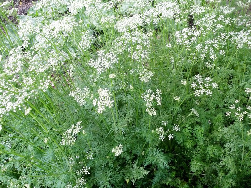 Cumin photo 7