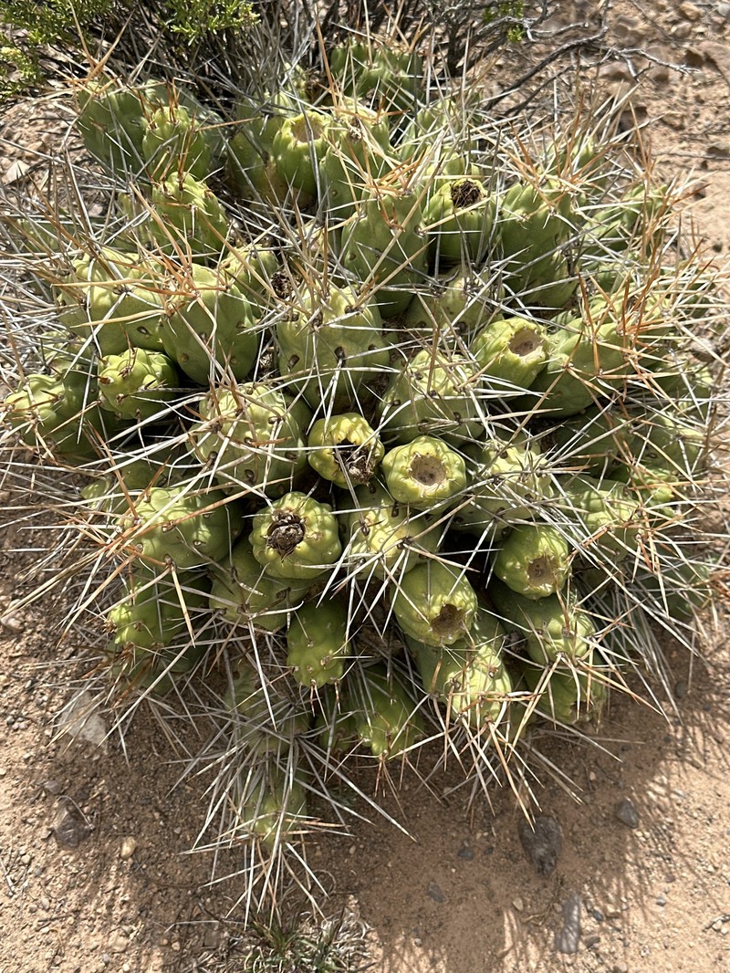 Cumulopuntia boliviana subsp. boliviana
