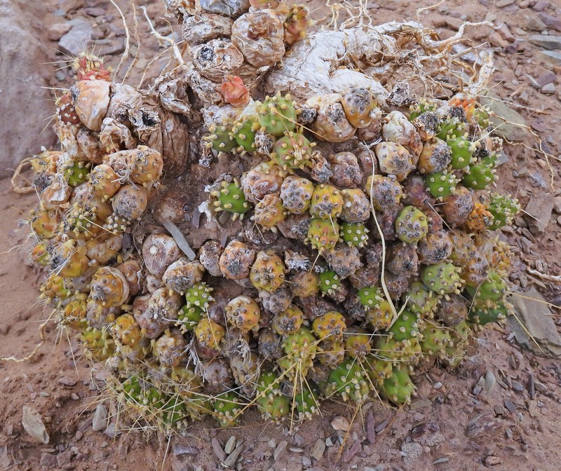 Cumulopuntia boliviana subsp. boliviana photo 2