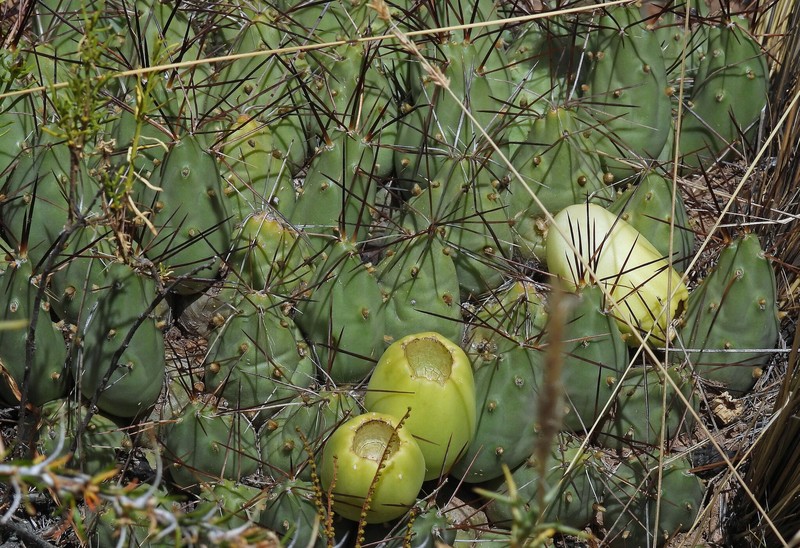 Cumulopuntia boliviana subsp. boliviana photo 3