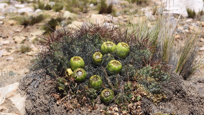 Cumulopuntia boliviana subsp. boliviana photo 4