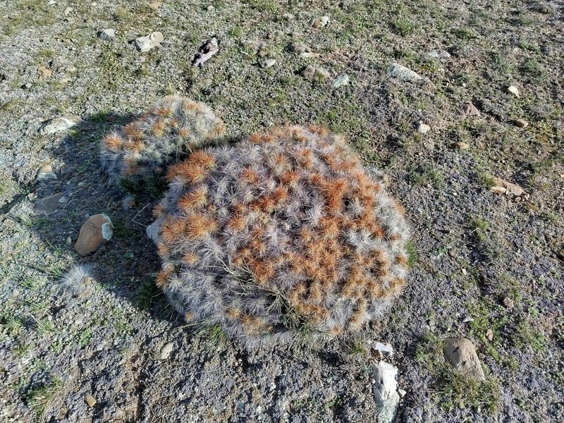 Cumulopuntia boliviana subsp. flexibilispina