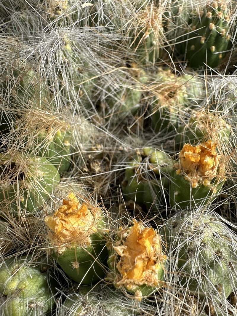 Cumulopuntia boliviana subsp. flexibilispina photo 2