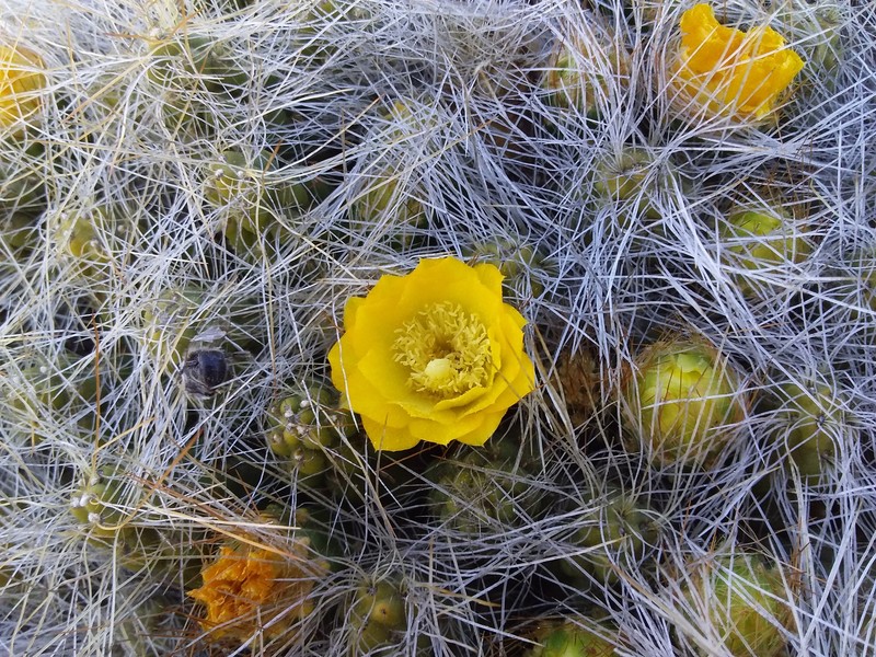 Cumulopuntia boliviana subsp. flexibilispina photo 3