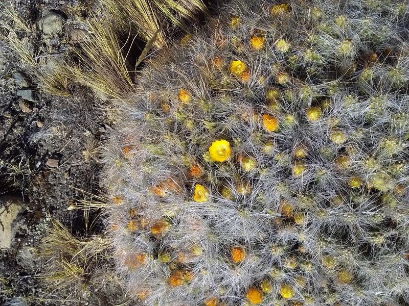 Cumulopuntia boliviana subsp. flexibilispina photo 4