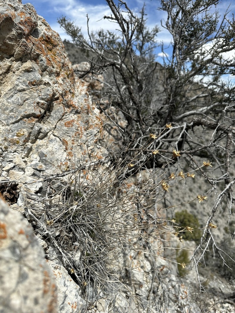 Panamint Rock Goldenrod