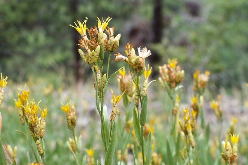 Panamint Rock Goldenrod photo 2
